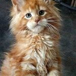 DIY 5D Diamant Peinture Complète Kit, Chat Maine Coon Diamond Painting Peinture Broderie Craft pour Home Décoration Cadeaux d'anniversaire